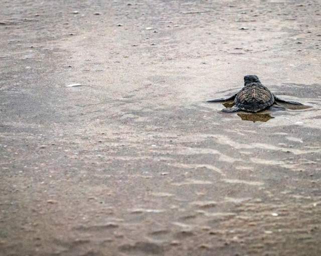 These tiny creatures are just beginning their long journey to the ocean. They are likely Olive Ridley sea turtles