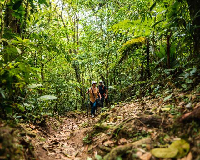 Visitantes caminan a través de la selva en el Cerro Graital, en El Valle de Antón, Panamá.