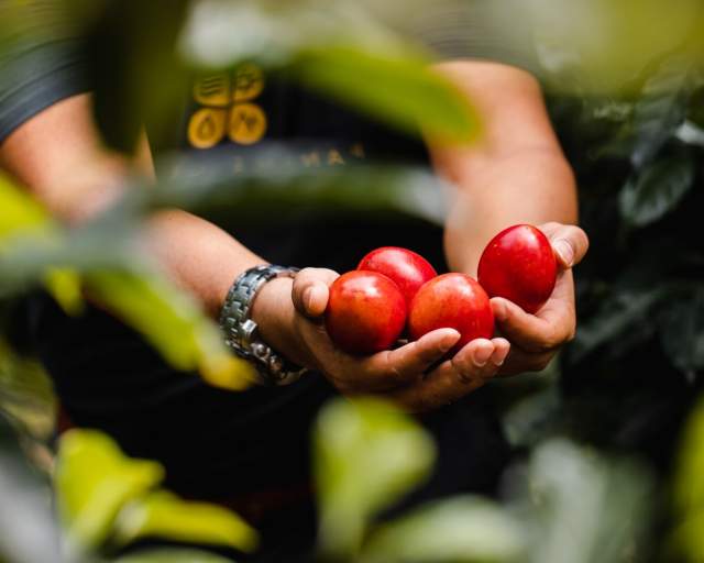 A farmer proudly displays a handful of ripe tomatoes harvested from La granjetita
