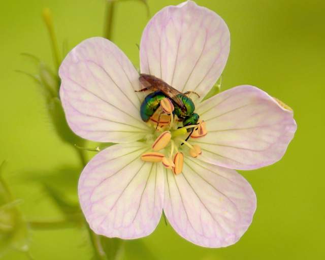 Insect on Geranium at Heron Rookery