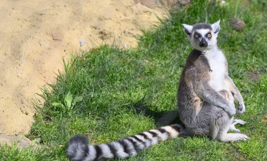 Brandywine Zoo Leemur