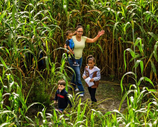 Gallberry Farm Maze