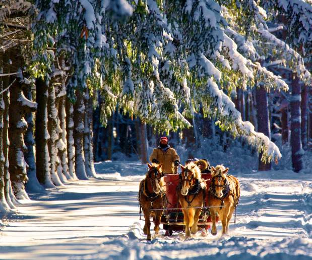 Horses Pulling Sleigh Gently Through the Snow at Highland Forest