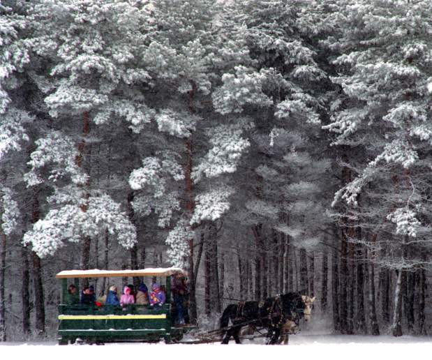Horses Pull Green Carriage Through Winter's Snow Covered Trees