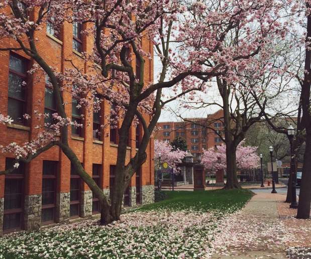Cherry Blossom Trees blooming in Franklin Square