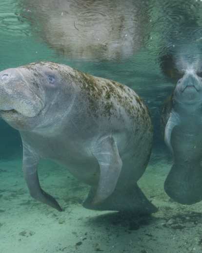 MANATEES THREE SISTERS SPRINGS CRYSTAL RIVER (Carlton Ward).jpg