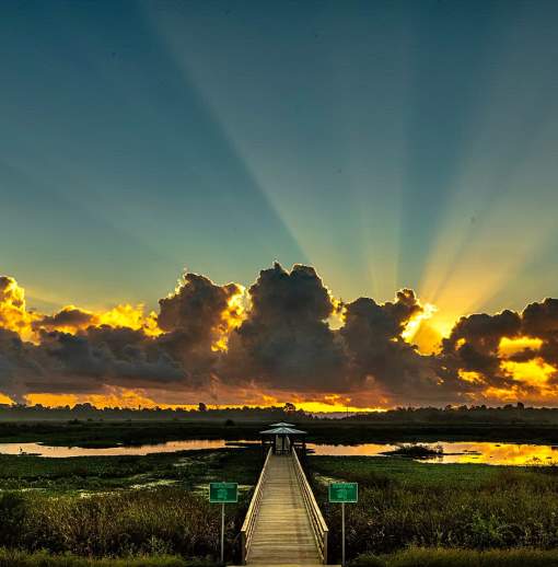 Cattail Marsh Boardwalk Sunrise