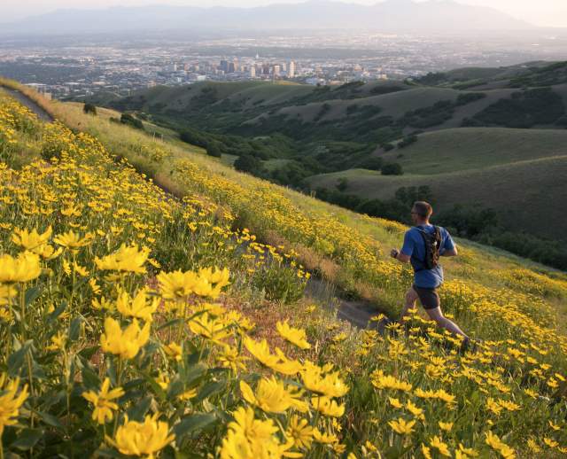 Field of yellow flowers with Salt Lake City in the background and a man is running along a trail