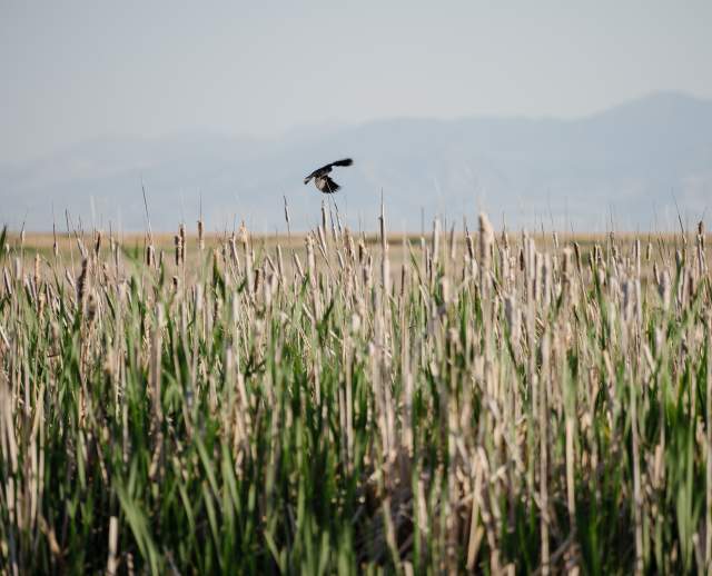 Bird flying at The Great Salt Lake