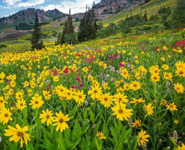 A field of wildflowers, including Heartleaf Arnica and Alfalfa
