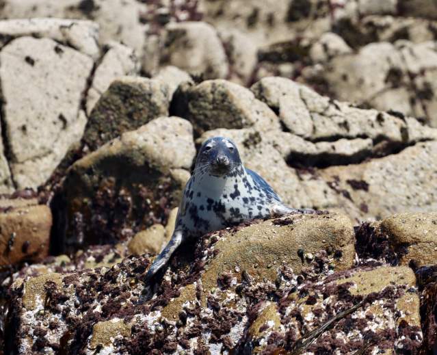 seal on a rock