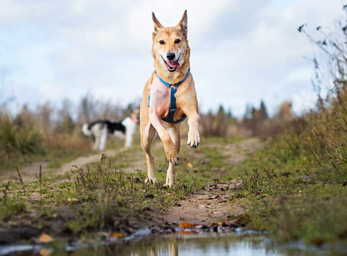 dog friendly ottery st mary