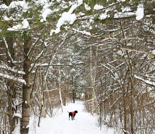This is an image of a very cute dog with a orange vest on, the dog is looking back towards its owner in the middle of a snowy path through the woods.