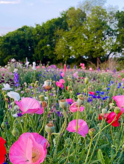 Gray Branch Road Parkland - field full of pink, purple and white flowers