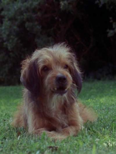 Benji movie still - pup in grass