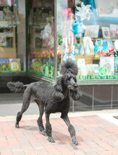 Perry the standard poodle at Rockin' AB