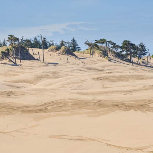 Wind swept sand dunes with trees at the top of the ridge.