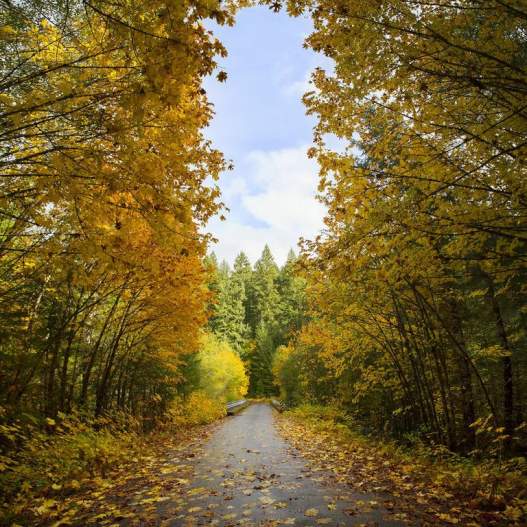 A road disappears into the woods, with colorful leaves on either side and a patch of blue sky above.
