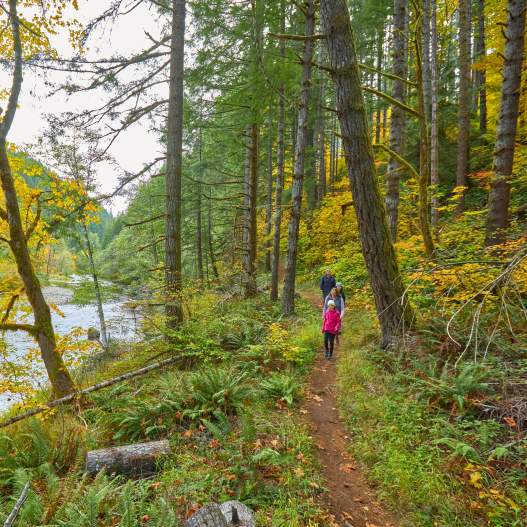 Four people hiking on a forested trail along a river in the fall. Many trees have leaves turning golden.