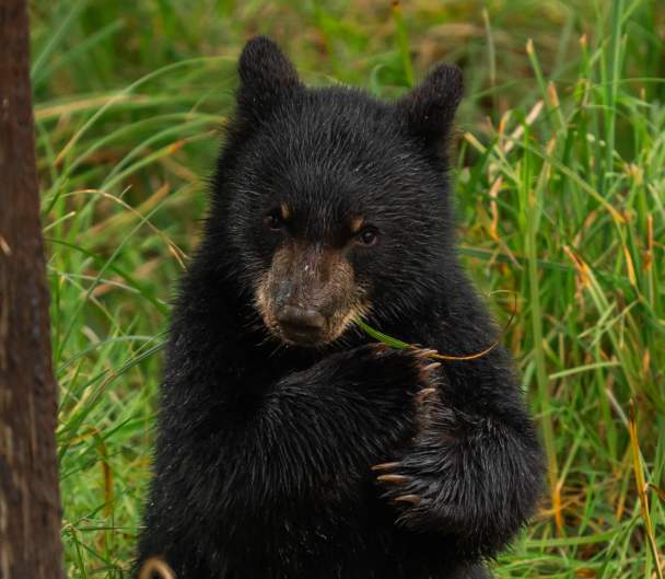 Bear Cub 2025