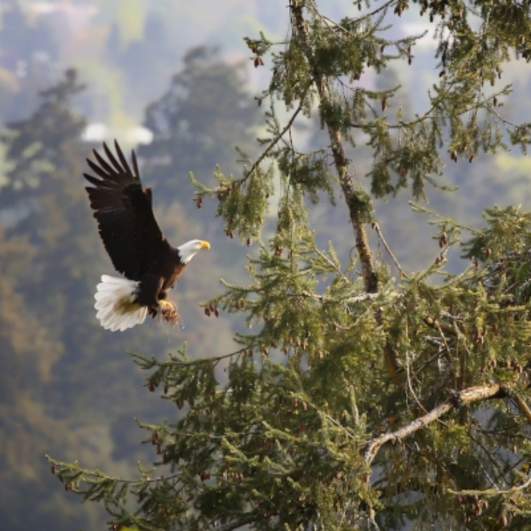 Bald Eagle Nesting by Kohlhase Creative Arts - David K. Hill