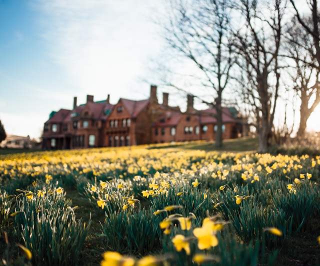 Field of Daffodils With Mansion In Back Ground In Newport, RI