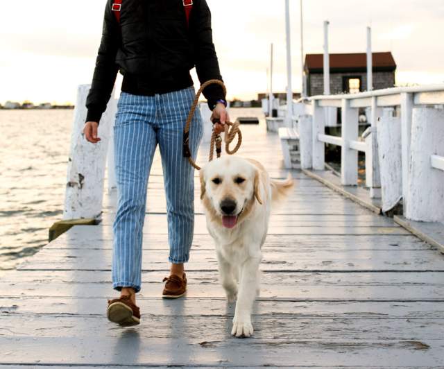 Pet Friendly Hotels Newport Ri  : Where Every Tail Wags