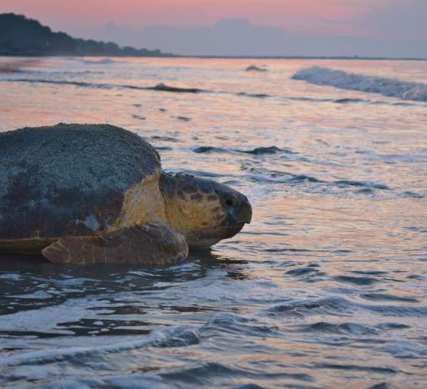 A loggerhead sea turtle mother returns to the ocean after laying her nest on the beach on Sea Island, GA