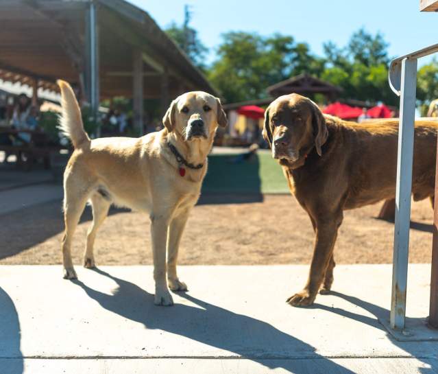 Dog-Friendly Sonoma Valley