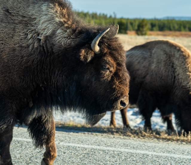 Yellowstone's Bison