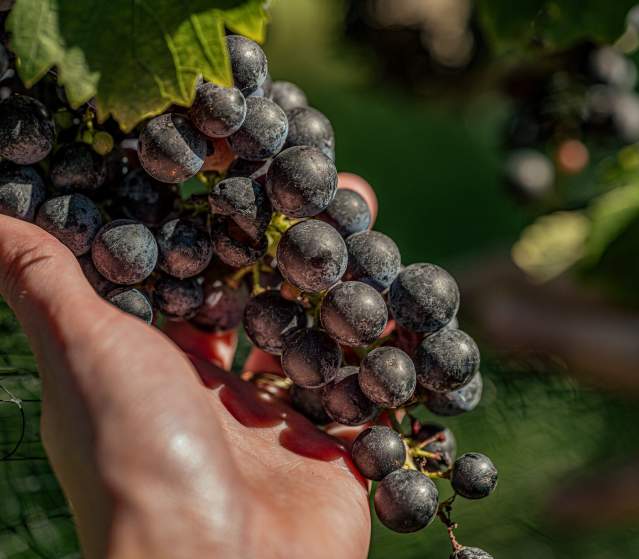 A hand cradling a cluster of ripe red grapes on the vine at Cana Vineyards in Middleburg, Virginia