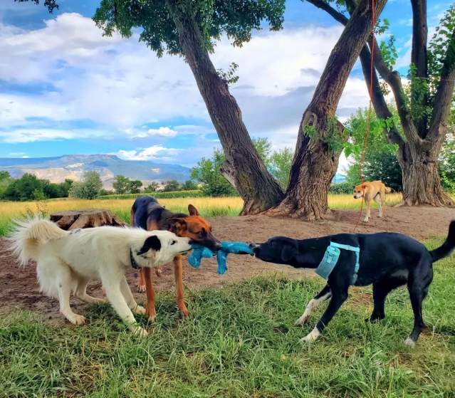 Three Dogs Playing Tug a War