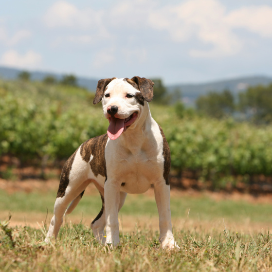 Willamette Valley Wineries Association photo