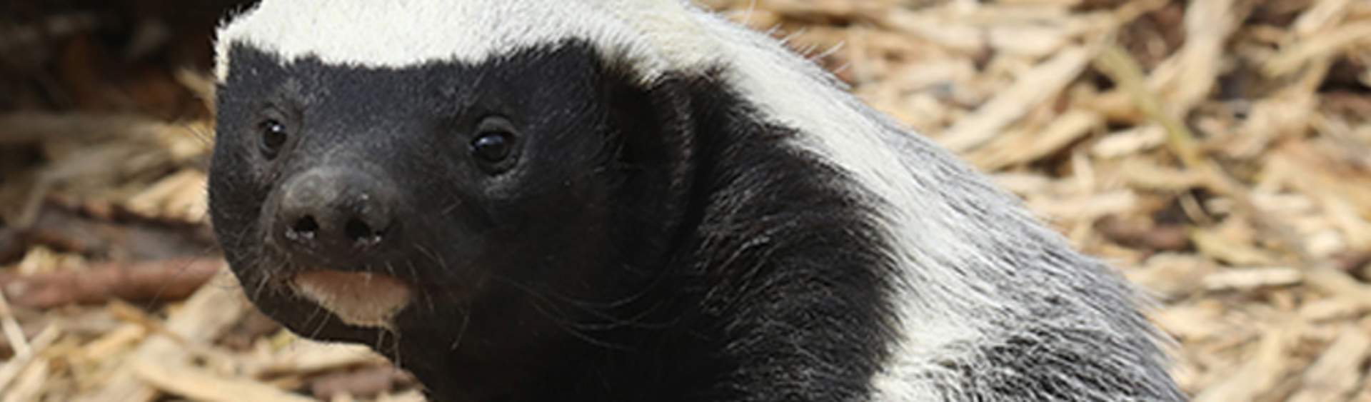 Meet Exmoor Zoo's honey badgers