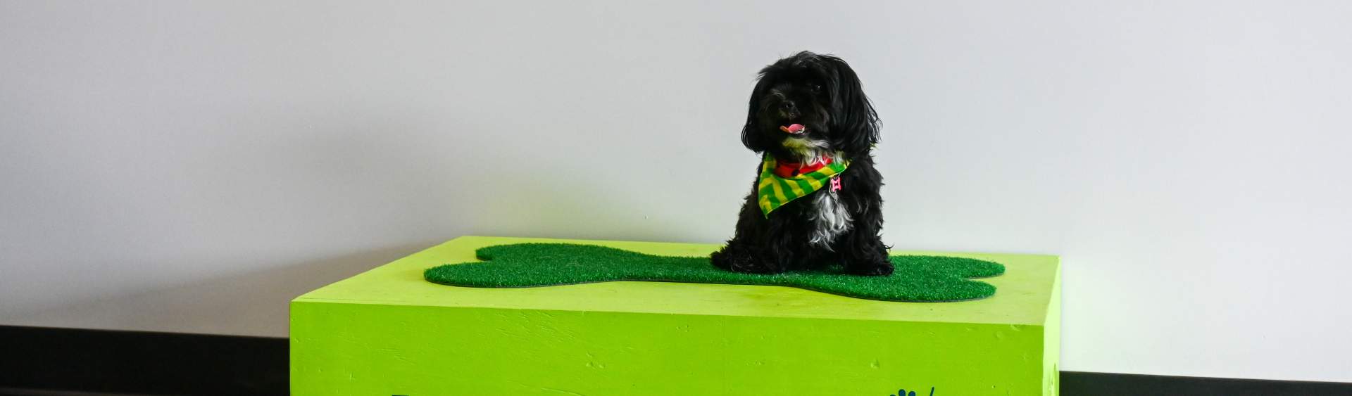 Bella's Best: Urban Hound Dog Park & Bar