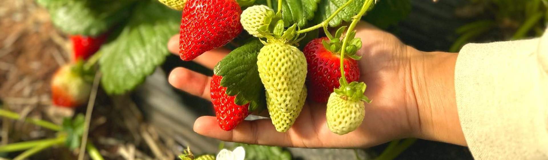Enjoy Strawberries Year Round at Bush-N-Vine Farm in York, South