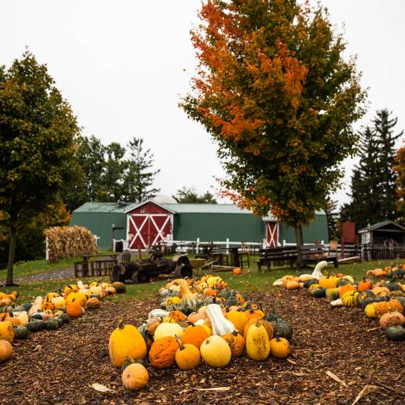 Pumpkin picking at Tim's Pumpkin Patch