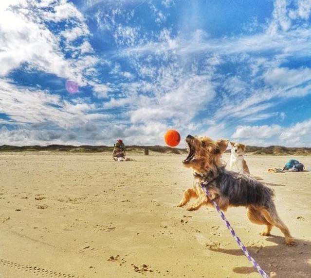 Dog (South Padre)