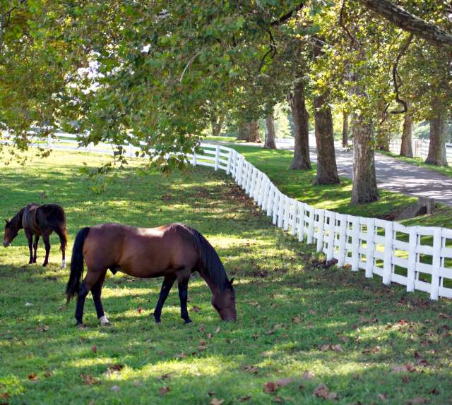Kentucky Horse Park horses grazing