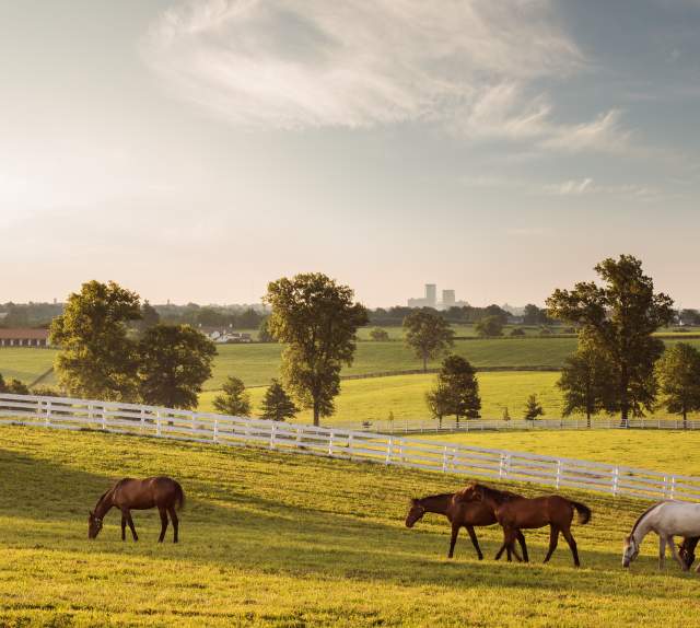 Breathtaking rolling hills and fence-lined pastures.