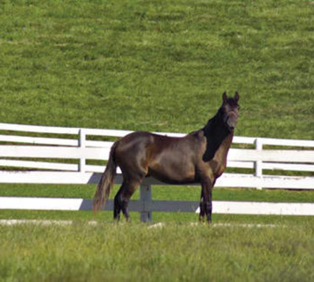 Lexington Horse Farm