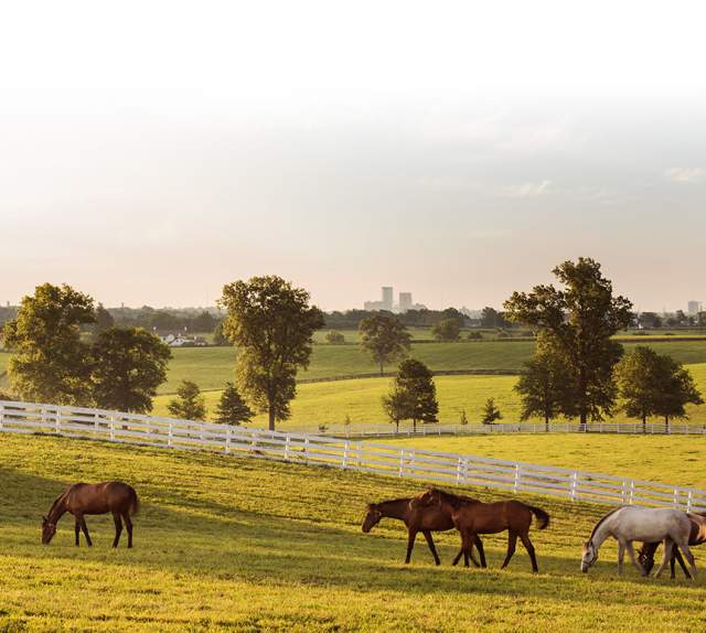 Horses