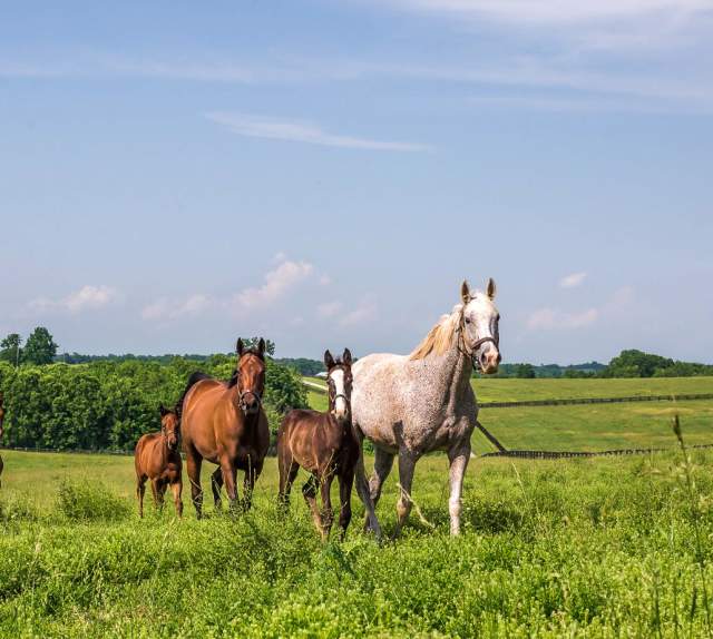 Horse Farm