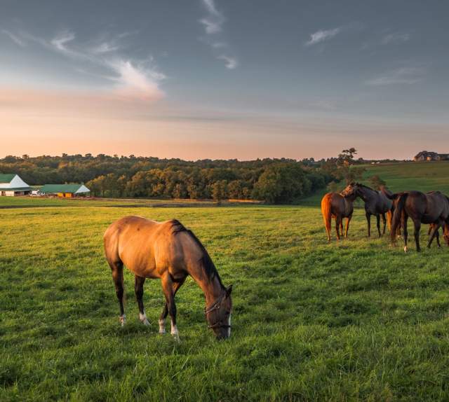 Horses grazing on green grass in the Bluegrass