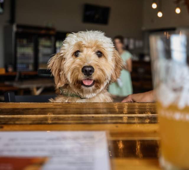 Dog sitting at table looking at the camera