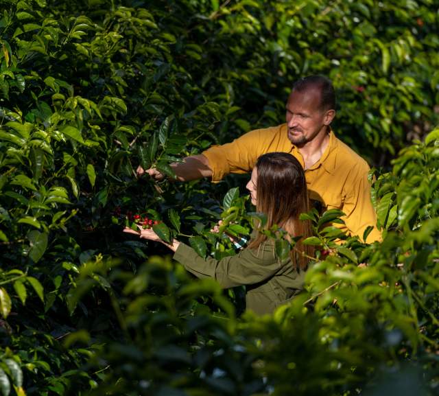 Pareja en plantación de café en Finca Lérida, Boquete, provincia de Chiriquí, Panamá.