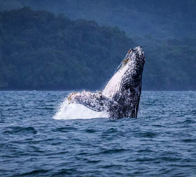 Humpback Whale breaching on Pacific Ocean