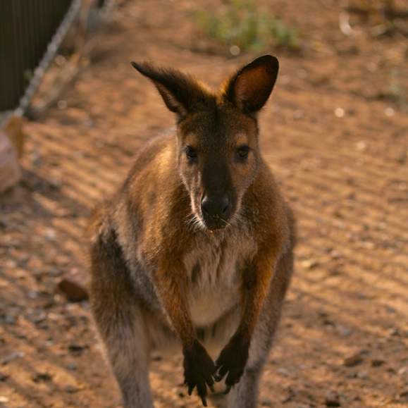 Heritage Park Zoo