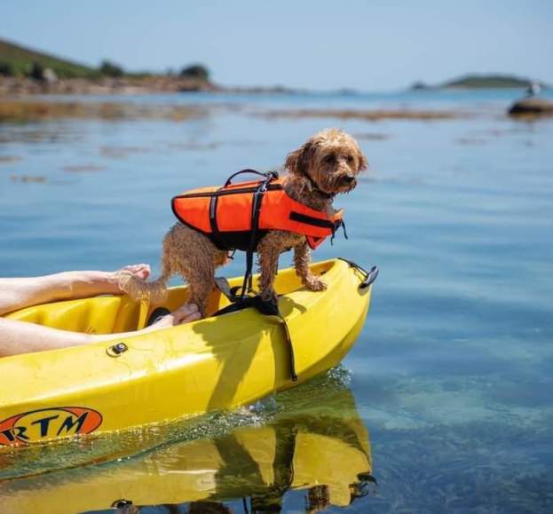 Dog on a kayak