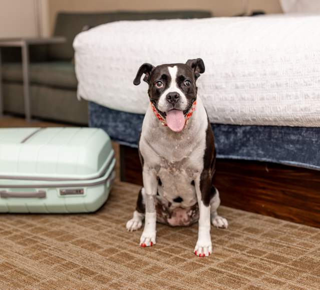 Dog Friendly Room at the Hampton Inn Scranton Montage